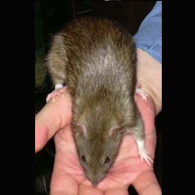 Die Ratten dia Show