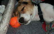 Lycos 