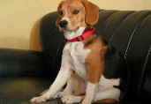 Roxy