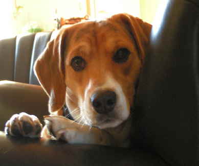 Lycos