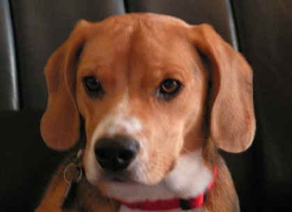 Roxy