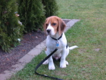 Barni (GSF-user)