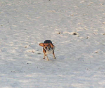Herrchen hat gerufen