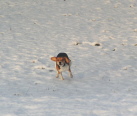 Herrchen hat gerufen