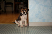 Lycos 8 wochen