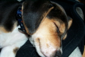 Lycos