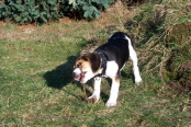 Lycos ca 10 Wochen