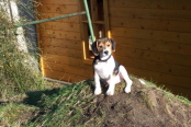 Lycos 10 Wochen