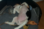 Lycos