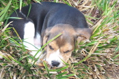 roxy
