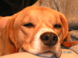 Roxy