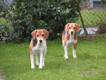 Lycos und Roxy