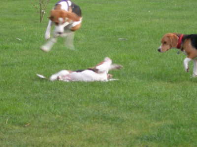 Flying Beagle