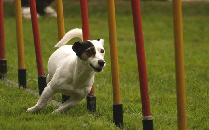 Sheltie im Slalom