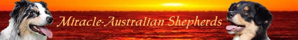 Miracle-Aussies
