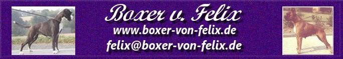 Boxer von Felix
