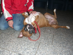 http://www.boxer-in-not.de/damon2.jpg