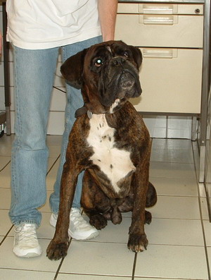 http://www.boxer-in-not.de/paula.jpg