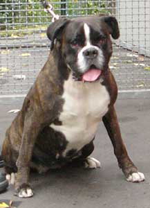 http://www.boxer-in-not.de/paula.jpg