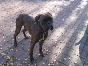 http://www.boxer-in-not.de/paula.jpg