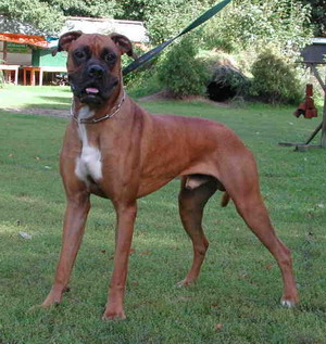http://www.boxer-in-not.de/paula.jpg