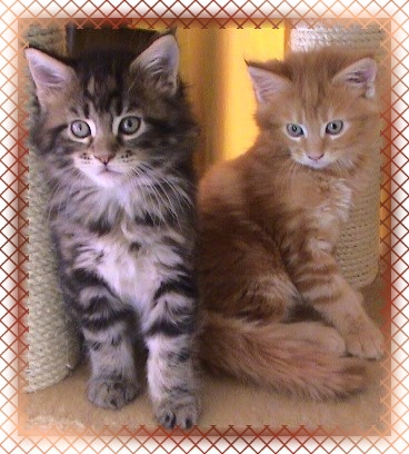 D - Wurf -Diva und Dragonheart jr.-