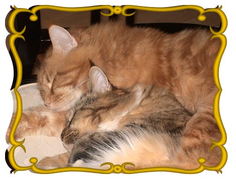 Dragonheart of chamberlain und Milwaukee of chamberlain