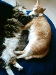 Flash und Zeus