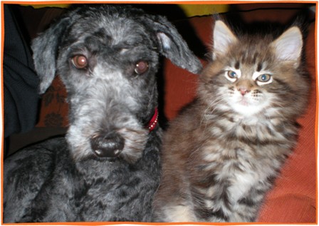 Fussel und Fozzy