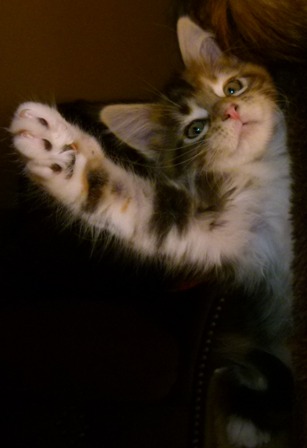 Hier geht�s zu den Kitten