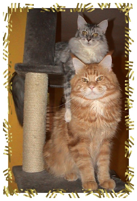 Dragonheart of chamberlain und Happynesse of Flaming moon