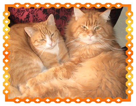Unterschied zwischen Coonie und Hauskatze