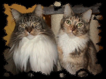 Flash of Flaming moon und Milwaukee of chamberlain