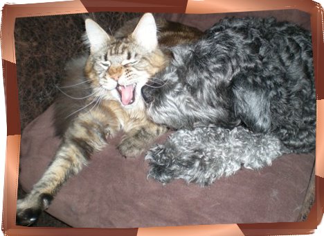 Fussel und Fozzy